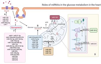 Roles of MicroRNAs in Glucose and Lipid Metabolism in the Heart